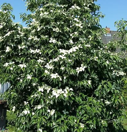 Storchenweg בית נופש