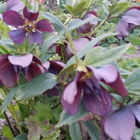 Storchenweg בית נופש *