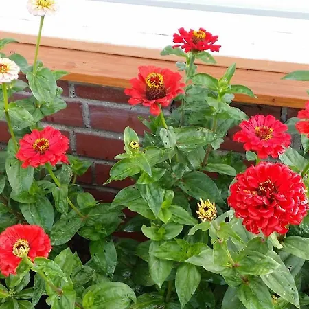 בית נופש Storchenweg Mahlzow