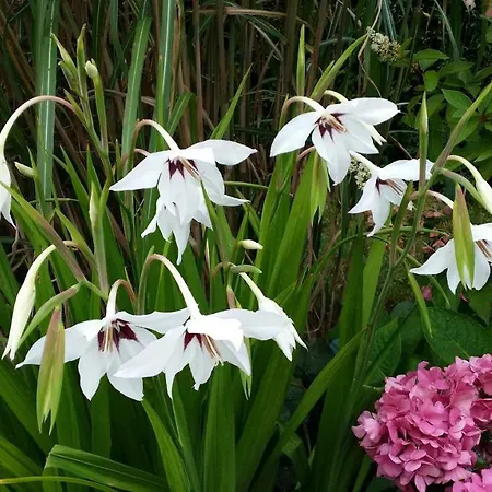 Storchenweg בית נופש