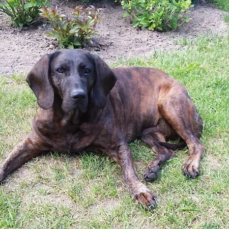 度假居 Storchenweg Mahlzow